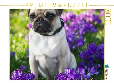 Produktbild von CALVENDO Puzzle Mops Welpe 1000 Teile Puzzle quer | 1000 Teile Lege-Größe 64x48cm Foto-Puzzle für glückliche Stunden