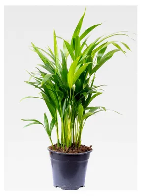 Produktbild von Goldfruchtpalme - pflegeleichte Zimmerpflanze, Areca Dypsis Lutescens - Höhe ca. 55 cm, Topf-Ø 14 cm