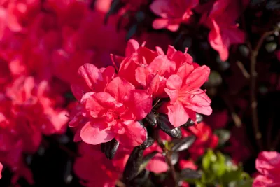 Produktbild von Rhododendron obtusum 'Maruschka', Azalee, rot, 15–20 cm