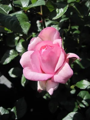 Produktbild von Rosa Mauritia ® - Edelrose - Tantau Rose