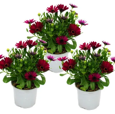 Obrázok produktu pre Kapský košík – Osteospermum ecklonis – kvetináč 11 cm – sada 3 rastlín – fialová