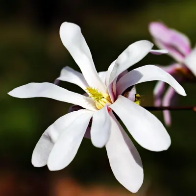 Produktbild von Sternmagnolie (Magnolia stellata) - 5 Samen