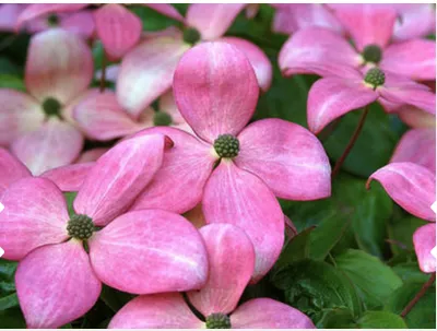 Image de Cornus kousa 'Satomi' - Cornouiller japonais 60 - 80 cm - Pot