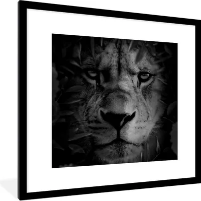 Produktbild von MuchoWow® Gerahmtes Poster Tiere - Löwe - Natur - Schwarz - Weiß 40x40 cm - Poster mit Schwarzem Bilderrahmen Wandposter Rahmen Foto Bilder - Poster - Plakat im Rahmen