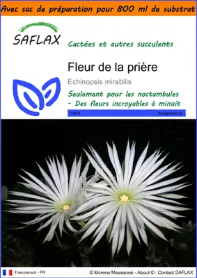 Image de SAFLAX Garden in the bag - Fleur de la prière - 40 graines - Echinopsis