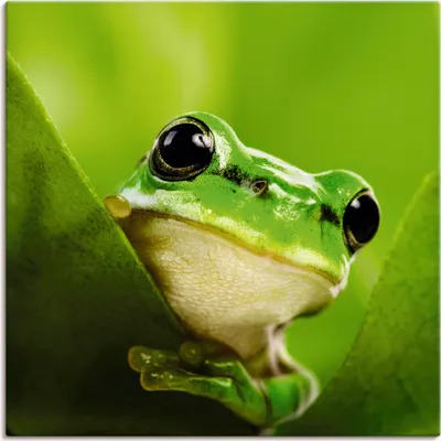 Produktbild von ARTland Leinwandbild Ausspähender Frosch Größe: 70x70 cm