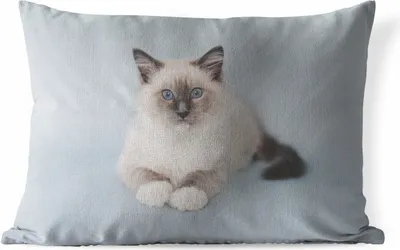 Produktbild von MuchoWow® Outdoor Kissen - Katze - Ragdoll Katze - Blau - Mädchen - Kinder - Jungen - Kind - 60x40 cm - Wetterfest - Lounge Kissen - Zierkissen - Kissen für Innenräume
