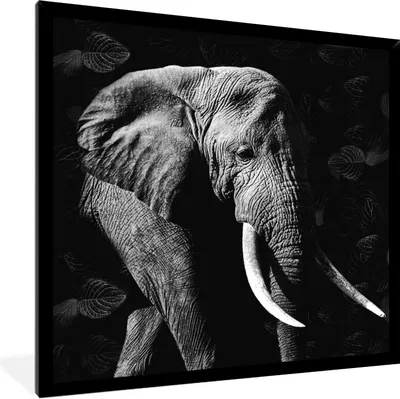 Produktbild von MuchoWow® Gerahmtes Poster Elefant - Zähne - Schwarz - Weiß 40x40 cm - Poster mit Schwarzem Bilderrahmen Wandposter Rahmen Foto Bilder - Mit Rahmen - Wanddekoration Schlafzimmer