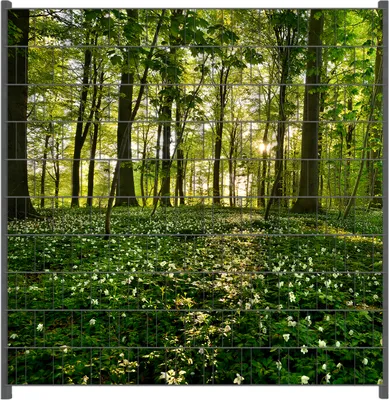 Produktbild von Wallario Zaunsichtschutz mit Motiv Waldanemonen und Sonnenstrahlen im Wald für Ein- und Doppelstabmatten Zäune in der Größe 200 x 200 cm