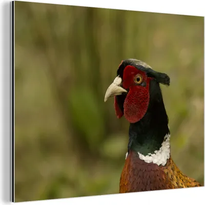 Obrázok produktu pre Nástenná dekorácia Kovový kovový obraz Wall Art 80x60cm Bažant - krajina - portrét Muchowow Hliníkové obrazy