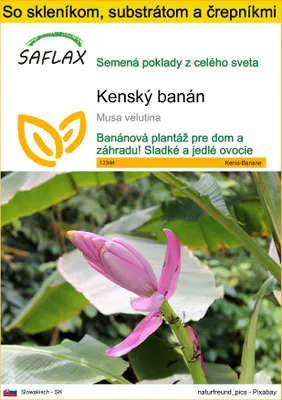 Obrázok produktu pre SAFLAX Kultivačný set - kenský banán - Musa velutina - 8 Semená - S mini skleníkom, pestovateľským substrátom a 2 črepníkmi