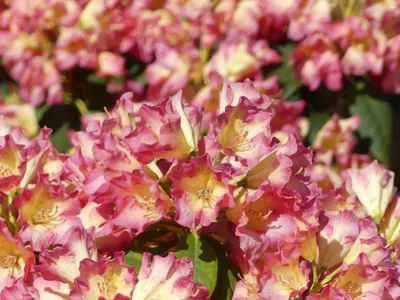 Produktbild von Rhododendron Hybride Feuer + Flamme - Großblumige Alpenrose - 30 - 40 cm