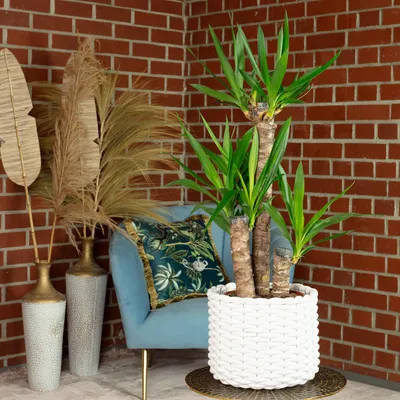 Produktbild von Palmlilie 3-stämmig - pflegeleichte Zimmerpflanze, Yucca Elephantipes Palme 60/30/20 - Höhe ca. 95 cm, Topf-Ø 21 cm