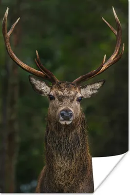 Produktbild von MuchoWow® Poster Hirsch - Geweih - Natur 60x90 cm - Wanddekoration