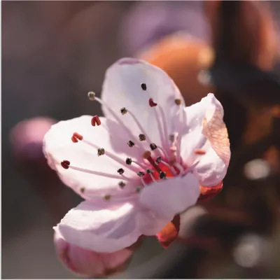 Produktbild von ARTland Wandbild Alu für Innen & Outdoor Kirschblüte I Größe: 50x50 cm