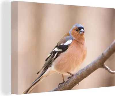 Zdjęcie produktu dla OneMillionCanvasses® - Obrazy na płótnie - 140x90 cm, Ptak - Zwierzęta - Zięba, Dekoracja ścienna - Zdjęcie na płótnie - Obraz na drewnianej ramie