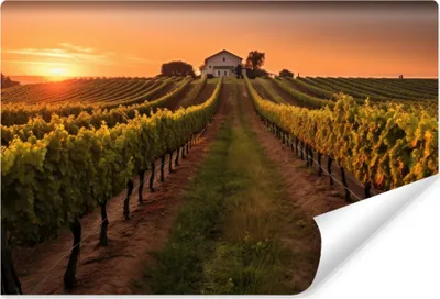 Produktbild von Muralo Selbstklebende Fototapete Weinberg LANDSCHAFT 3D Sonnenuntergang Br. 90cm x Hö. 60cm