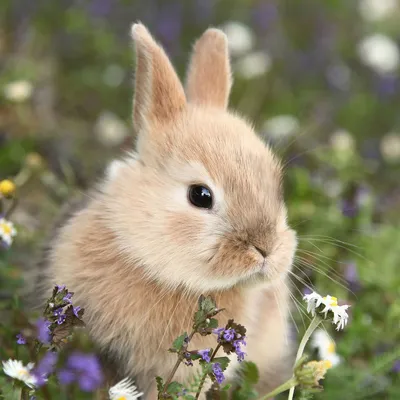 Produktbild von 20 Servietten Bunny in Field - Hase im Blumenfeld 33x33cm