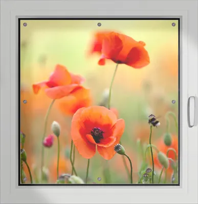 Produktbild von Wallario Lichtschutzbild, Dekorativer Sichtschutz Sonnenschutz 96 x 100 cm mit Motiv: Mohnblumenblüten - Verdunklung ohne Bohren