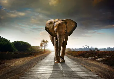 Produktbild von Fototapete Vlies 12616V8 Elefant 4-tlg. 368 x 254 cm