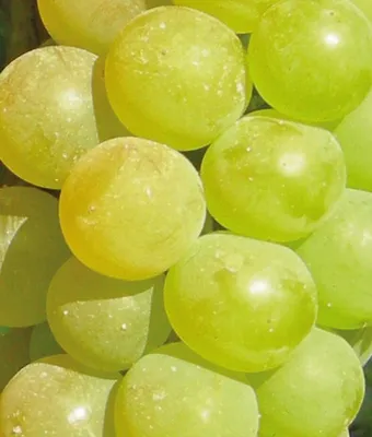 Obrázek produktu pro Vinná réva Refren 2L