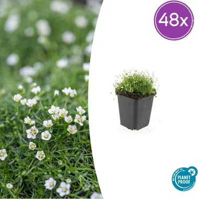 Zdjęcie produktu dla Sagina subulata | 48 sztuk - 10-25cm - Ø9cm - Roślina ogrodowa