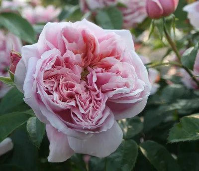 Produktbild von Dehner Edelrose Schöne Maid®, Züchter Tantau, rosa Blüten, gefüllt und duftend, 15-30 cm, 6 l Topf, Topfware