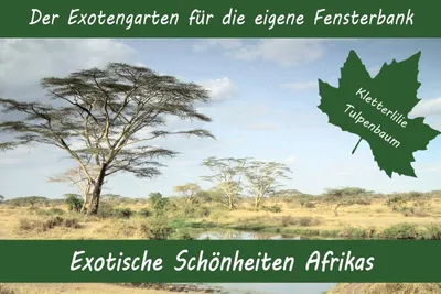 Produktbild von Anzuchtset Exotische Schönheiten Afrikas | Anzuchtsets von Saflax