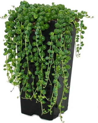 Produktbild von Erbse am Band - Senecio rowleyanus 14cm Topf