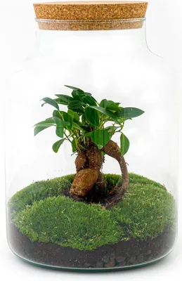 Produktbild von Flaschengarten - DIY Bausatz - Terrarium - Milky Bonsai - ↕30cm