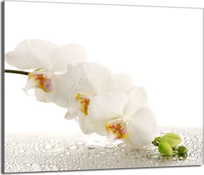 Produktbild von Herdabdeckplatte 60x52 Glaskeramikkochfeld Abdeckung Spritzschutz Glasplatte Deko Schneidebrett, Orchidee Weiß