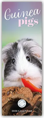 Produktbild von Carousel Calendar: Guniea Pigs - Meerschweinchen 2026 - Slim