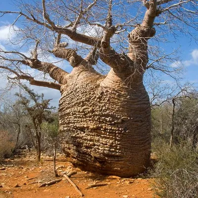 Immagine prodotto di Fony-Baobab (Adansonia rubrostipa)  - 3 pezzi