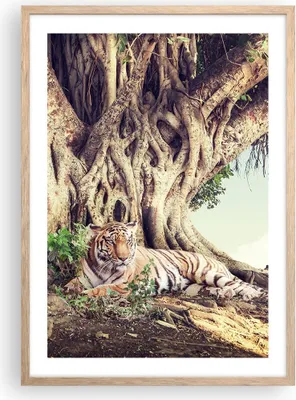 Produktbild von Gerahmtes Poster - Rahmen in heller Eiche - Tiger Wild Baum - 50x70 cm - Wand Bild - Wanddeko - Wandbilder - Kunstposter - Wandposter - Bilderrahmen - Bilder - Kunstdruck - P2NPA50x70-5124