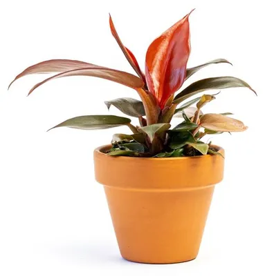 Obrázek produktu pro Gardners Philodendron Red Sun, průměr 6 cm