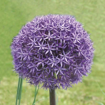 Image de Allium aflatunense 'Gladiator' / Ail d'Aflatun Géant
