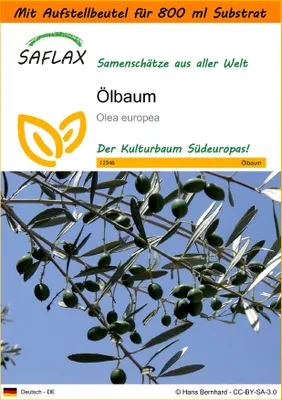 Produktbild von SAFLAX - Garden in the Bag - Ölbaum - 20 Samen - Mit Anzuchtsubstrat im praktischen, selbst aufstellenden Beutel - Olea europea