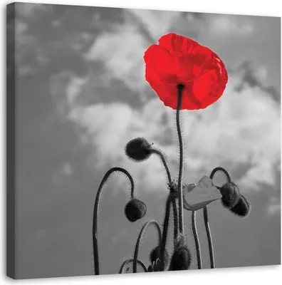 Produktbild von Leinwandbild blühender mohn 60x60 cm Feeby rot wandbild bereit zum aufhängen