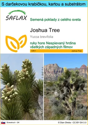 Obrázok produktu pre SAFLAX Darčeková sada - Joshua Tree - Yucca brevifolia - 10 Semená - S darčekovou krabičkou, prepravným štítkom, darčekovou kartou a pestovateľským médiom