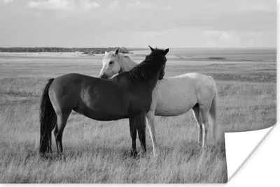 Produktbild von MuchoWow® Poster Pferde - Tiere - Porträt - Schwarz-Weiß - Landleben 120x80 cm - Bilder