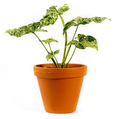 Obrázok produktu pre Gardners Syngonium podophyllum Mottled, priemer 12 cm