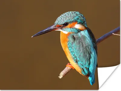 Produktbild von MuchoWow® Poster Eisvogel - Äste - Bunt 160x120 cm - Foto Plakat