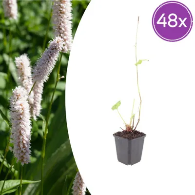 Image de Persicaria bistorta 'Superba' | 48 pièces - 10-25cm - Ø9cm - Plante de jardin