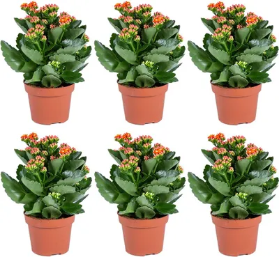 Produktbild von Kalanchoe | Orange pro 6 Stück - Außen- und Innenpflanze im Aufgelegentopf cm12 cm - -3025-30 cm
