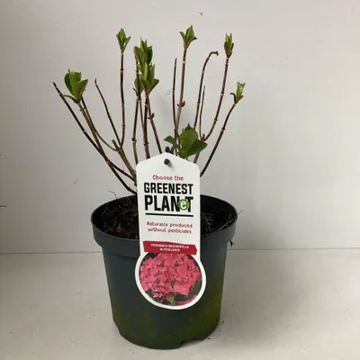 Image de Hydrangea macr. « Alpenglühen » - Hortensia | 20-25 cm en pot