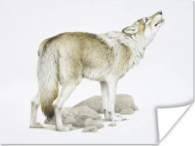 Produktbild von MuchoWow® Poster Wolf - Steine - Weiß 120x90 cm - Wandbild
