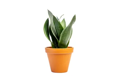 Obrázok produktu pre Gardners Sansevieria Black Diamond, priemer 12 cm