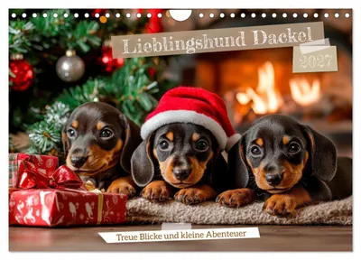 Produktbild von Lieblingshund Dackel (Wandkalender 2027 DIN A4 quer), CALVENDO Monatskalender
