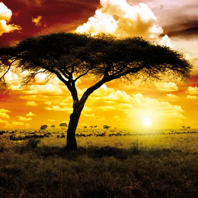 Produktbild von Afrika Kunstdruck Bild - Sonnenuntergang In Der Savanne, Akazienbaum (100 x 100 cm)