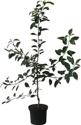 A potted young apple tree with dark green leaves against a white background.